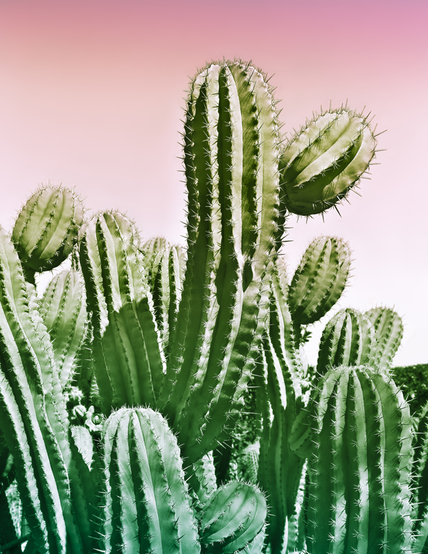 annuaire photographes suisse romande, J'aime les cactus - http://www.missbeli.com - Pascale de Lausanne
