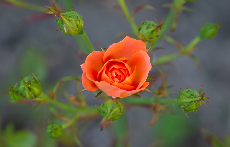 annuaire photographes suisse romande, Rose orange dans son écrin - http://philippe.belazp.com/ - Le Meuh de Courtepin